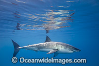 Underwater Great White Shark Photo - David Fleetham