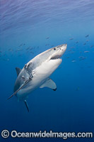 Underwater Great White Shark Photo - David Fleetham