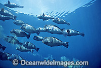 Humphead Parrotfish defacating coral Photo - Gary Bell