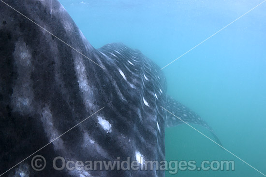 Whale Shark photo
