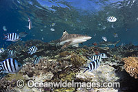Blacktip Reef Shark on coral reef Photo - David Fleetham