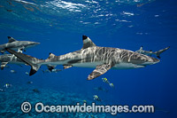 Blacktip Reef Shark Photo - David Fleetham