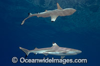 Blacktip Reef Shark Photo - David Fleetham