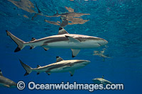 Blacktip Reef Shark Photo - David Fleetham