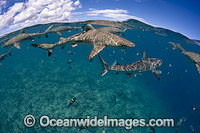 Blacktip Reef Shark Photo - David Fleetham