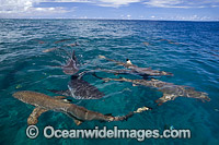 Blacktip Reef Shark Photo - David Fleetham