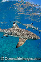Blacktip Reef Shark Photo - David Fleetham