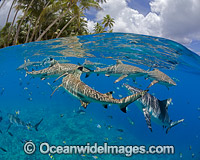 Blacktip Reef Shark Photo - David Fleetham