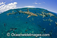 Blacktip Reef Shark Photo - David Fleetham