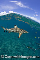 Blacktip Reef Shark Photo - David Fleetham