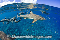 Blacktip Reef Shark Photo - David Fleetham