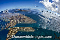 Blacktip Reef Shark Photo - David Fleetham
