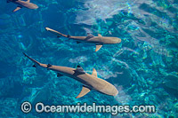 Blacktip Reef Shark Photo - David Fleetham
