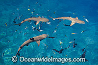 Blacktip Reef Shark Photo - David Fleetham