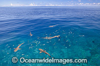 Blacktip Reef Shark Photo - David Fleetham