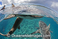 Blacktip Reef Shark Photo - David Fleetham