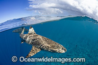 Blacktip Reef Shark Photo - David Fleetham