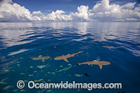 Blacktip Reef Shark Photo - David Fleetham
