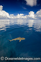 Blacktip Reef Shark Photo - David Fleetham