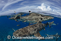 Blacktip Reef Shark Photo - David Fleetham