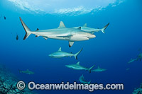 Grey Reef Shark Photo - David Fleetham