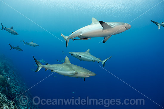 Grey Reef Shark photo Grey Reef Shark photo