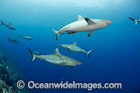 Grey Reef Shark Photo - David Fleetham