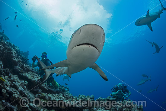 Grey Reef Shark photo Grey Reef Shark photo