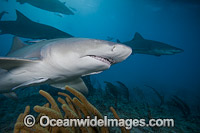 Lemon Shark Bahamas Photo - David Fleetham