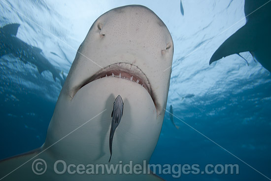 Lemon Shark Bahamas photo Lemon Shark Bahamas photo