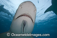 Lemon Shark Bahamas Photo - David Fleetham