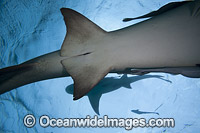 Lemon Shark Bahamas Photo - David Fleetham