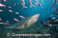 Bull Shark Photo - David Fleetham