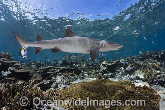 Whitetip Reef Shark on coral reef photo Whitetip Reef Shark on coral reef photo