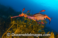 Weedy Seadragon Tasmania Photo - Gary Bell