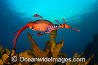 Weedy Seadragon Tasmania Photo - Gary Bell