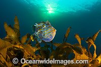 Shaws Cowfish Tasmania Photo - Gary Bell