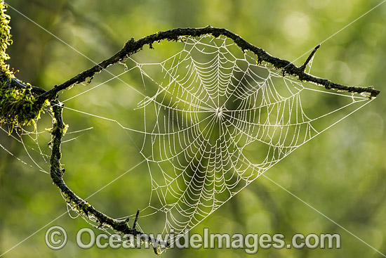 Spider web photo Spider web photo