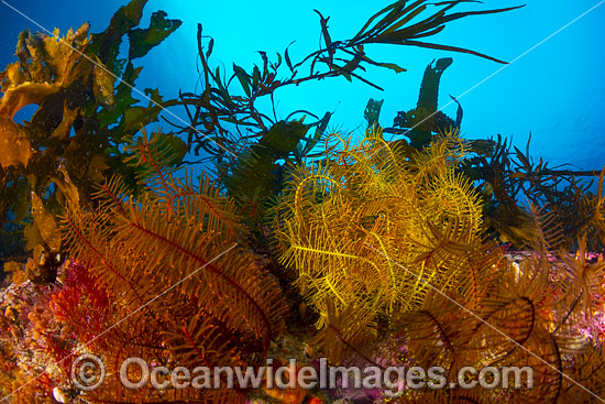 Feather Stars Tasmania photo Feather Stars Tasmania photo