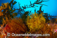 Feather Stars Tasmania Photo - Gary Bell
