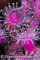 Jewel Anemones Photo - Gary Bell