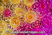 Jewel Anemones Photo - Gary Bell