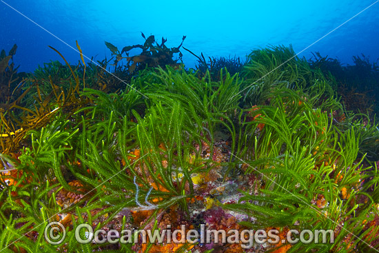 Sea Algae Bicheno photo Sea Algae Bicheno photo