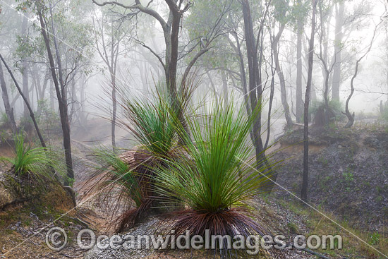 Eucalypt Forest Ballarat photo Eucalypt Forest Ballarat photo