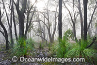 Eucalypt Forest Ballarat Photo - Gary Bell