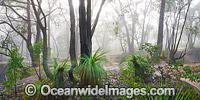 Eucalypt Forest Ballarat Photo - Gary Bell
