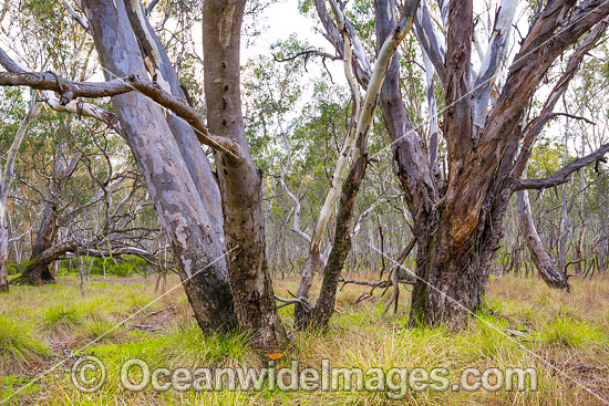 Forest Heathcote photo Forest Heathcote photo