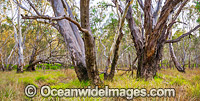 Forest Heathcote Photo - Gary Bell