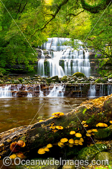 Liffey Falls Tasmania photo