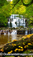 Liffey Falls Tasmania Photo - Gary Bell